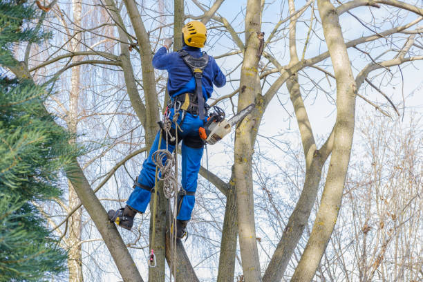 Best Tree Trimming and Pruning  in Mked Tree, AR