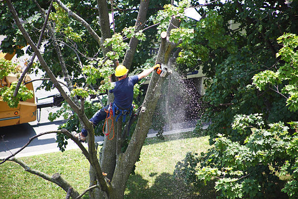 Best Tree Preservation Services  in Mked Tree, AR